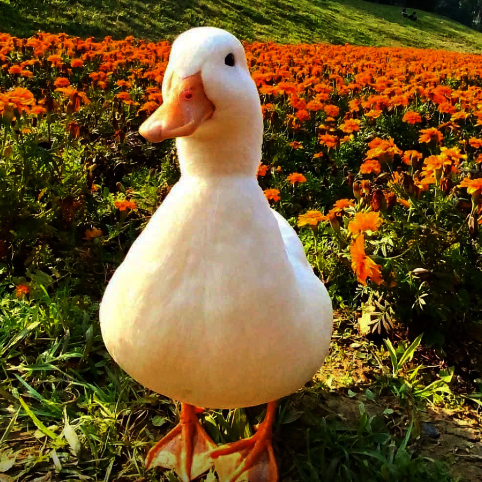 A duck